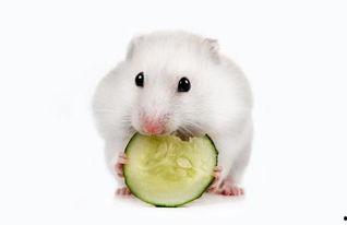 仓鼠只会吃瓜,揭秘仓鼠的独特饮食习惯