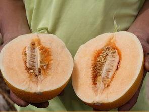 彩虹糖甜蜜吃瓜