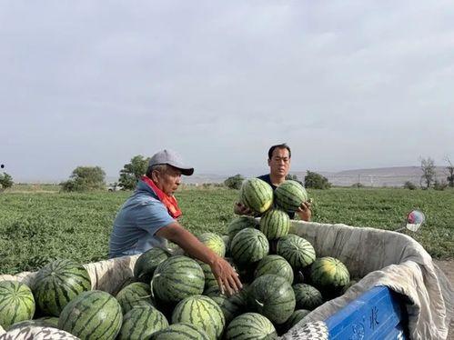 坪山吃瓜,品味夏日田园风情